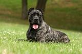 CANE CORSO 942